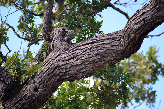 Gambel Oak grow upwards of 40 feet (12 m) with large massive trunks. The bark is light gray with longitudinal fissures. New twigs are grayish pubescent, some dark reddish brown and the older twigs are glabrescent, some light brown or gray. Quercus gambelii 